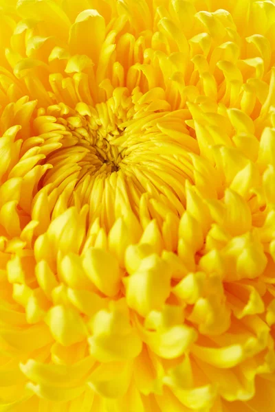 Yellow chrysanthemum background — Stock Photo, Image