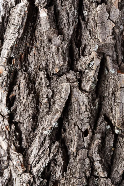 樹皮ツリー テクスチャ — ストック写真