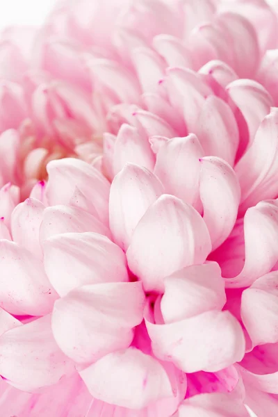 Chrysanthemum — Stock Photo, Image