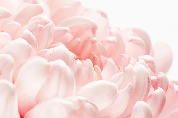 Όμορφο ροζ λουλούδι — Φωτογραφία Αρχείου