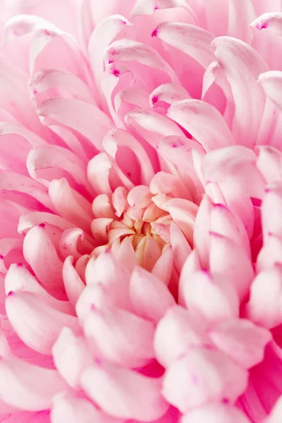 Chrysant — Stockfoto