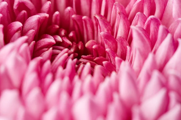 Fleur de chrysanthème — Photo