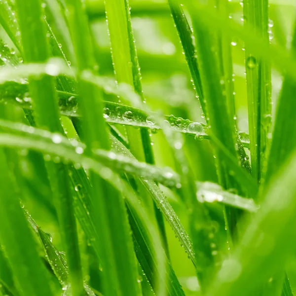 Grama verde — Fotografia de Stock