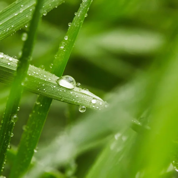 Grama verde — Fotografia de Stock