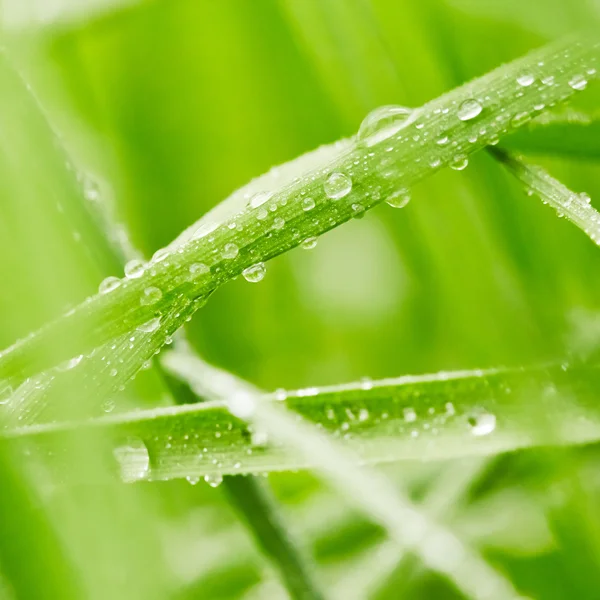 Grama verde — Fotografia de Stock