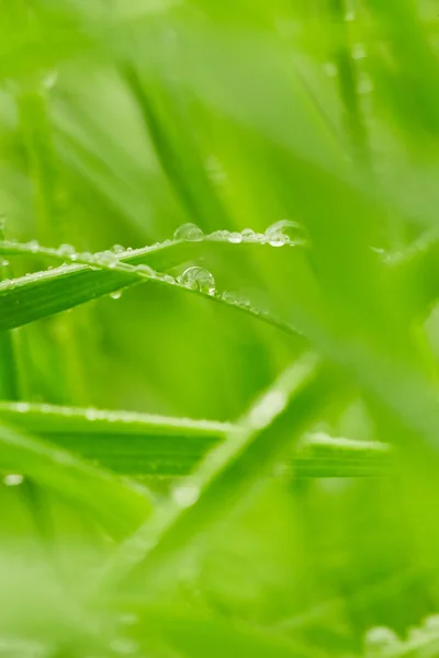 Grama verde — Fotografia de Stock