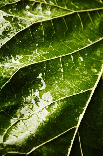 Grünes Blatt mit Wassertropfen — Stockfoto