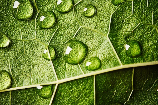 Green leaf with drops of water — Stock Photo, Image