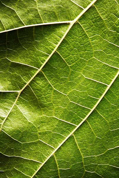 Grönt blad — Stockfoto