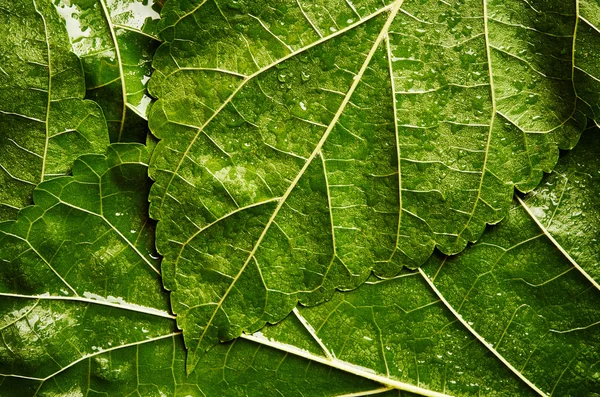 Folha verde molhada — Fotografia de Stock