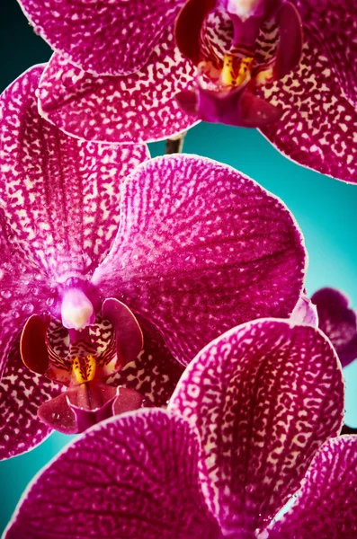 Fiori del Orchid — Foto Stock