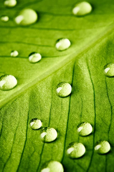 Foglia verde con gocce d'acqua — Foto Stock