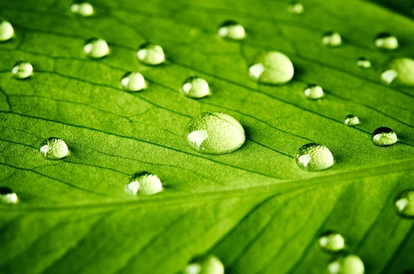 Foglia verde con gocce d'acqua — Foto Stock