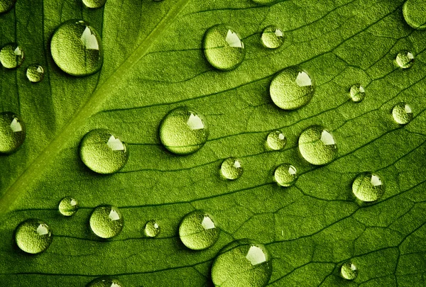 Зеленый лист с капельками воды — стоковое фото