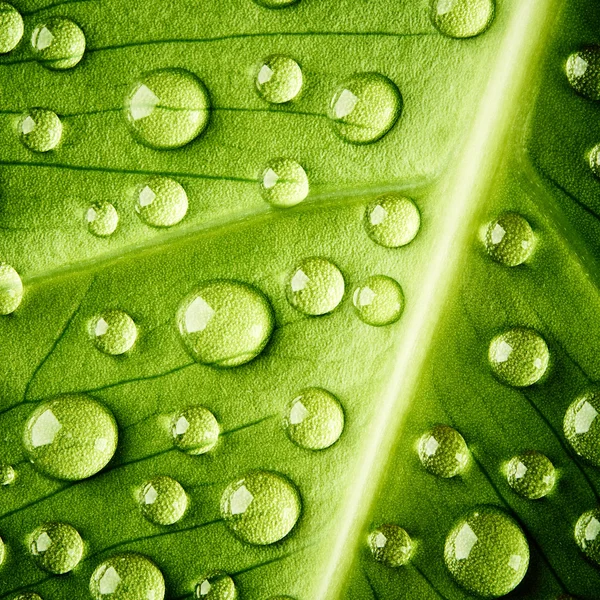 Grönt löv med droppar vatten — Stockfoto