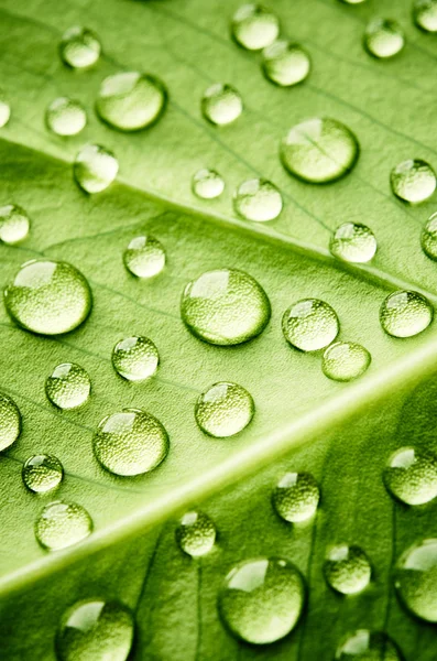 绿叶加水滴 — 图库照片
