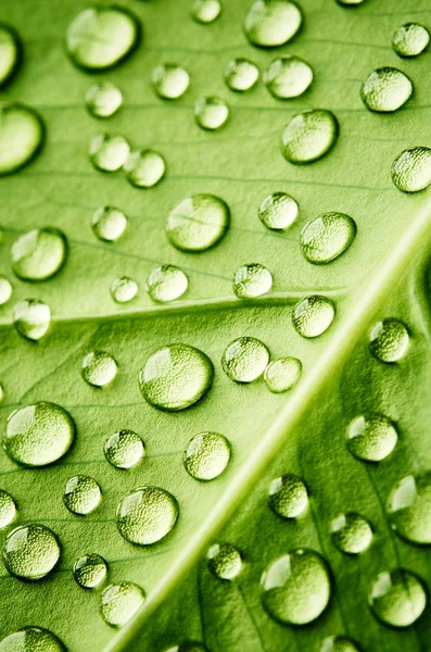 Folha verde com gotas de água — Fotografia de Stock