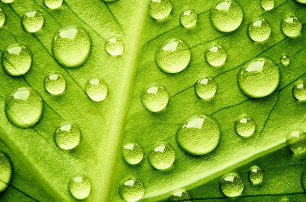 Hoja verde con gotas de agua —  Fotos de Stock