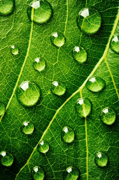 Folha verde com gotas de água — Fotografia de Stock