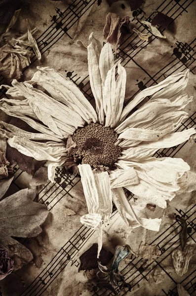 Сухої квітка — стокове фото
