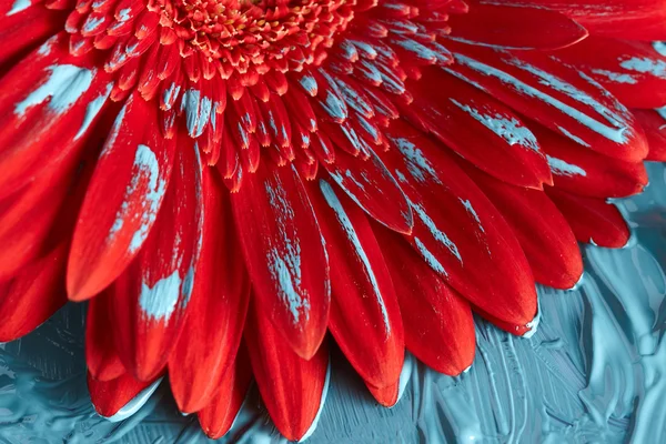 Gerbera virág kék festék — Stock Fotó