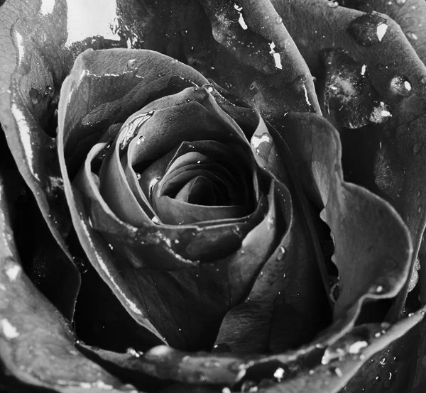 Rosa vermelha com gotas de água — Fotografia de Stock