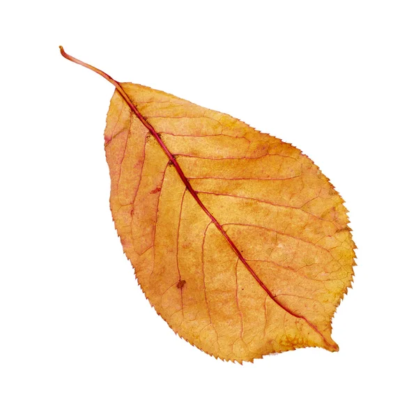 Hoja de otoño — Foto de Stock