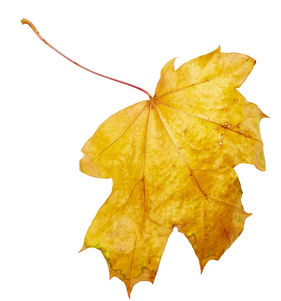 Maple autumn leaf — Stock Photo, Image