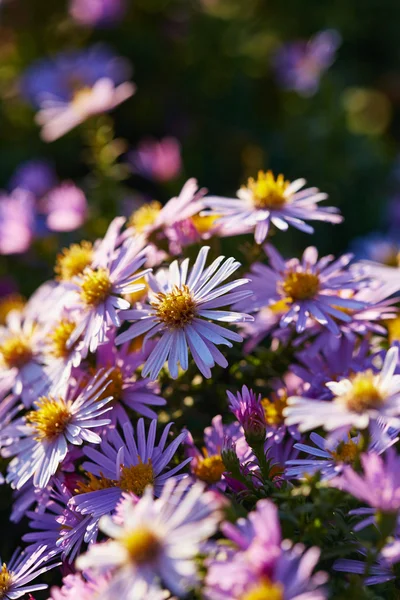 Belles fleurs violettes — Photo