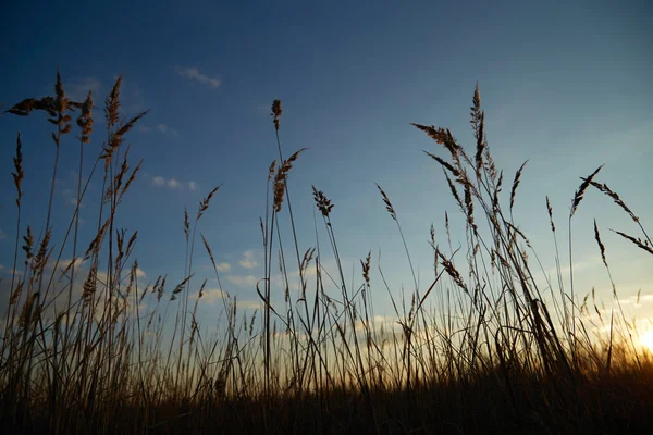 Sky with dry grass — Stock Photo, Image