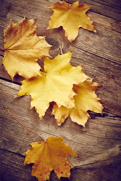 Ahorn Herbstblätter — Stockfoto