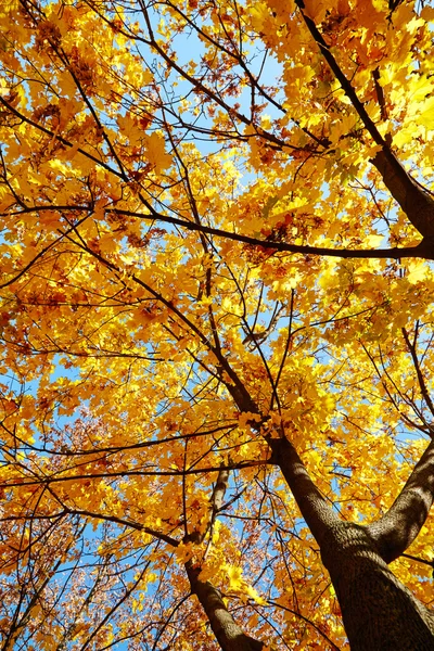 Beautiful autumn tree — Stock Photo, Image