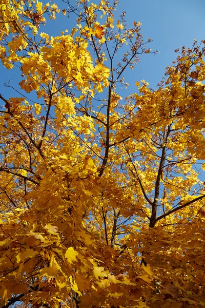 아름 다운가 나무 — 스톡 사진