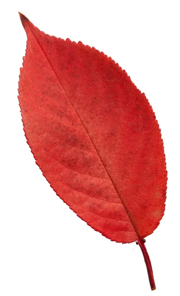 Foglia rossa autunno — Foto Stock