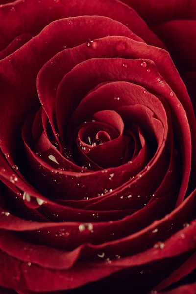 Červená růže v detailu — Stock fotografie