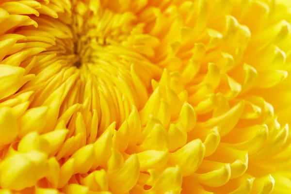 Yellow chrysanthemum flower — Stock Photo, Image