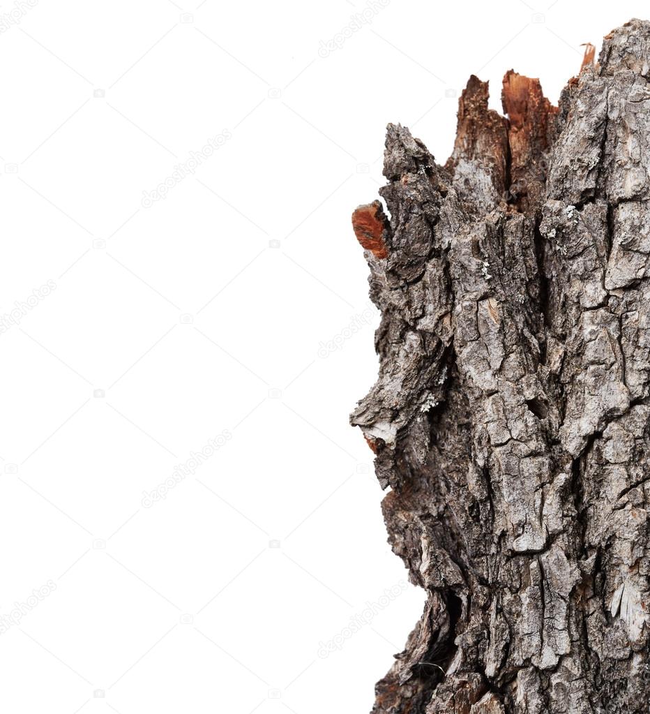 Bark tree close up