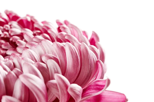 Fiore di crisantemo rosa — Foto Stock