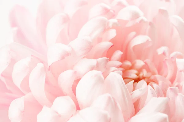 Beautiful pink flower — Stock Photo, Image