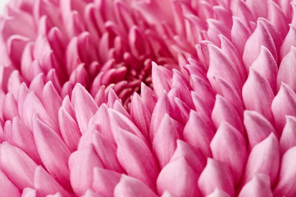 Chrysant bloem — Stockfoto