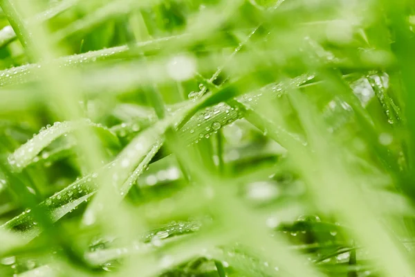Primavera grama verde — Fotografia de Stock