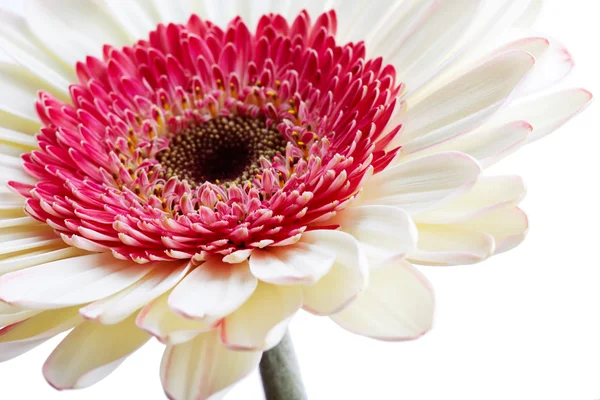 Bellissimo fiore di gerbero bianco — Foto Stock