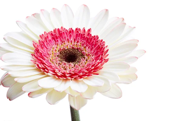 Bellissimo fiore di gerbero bianco — Foto Stock