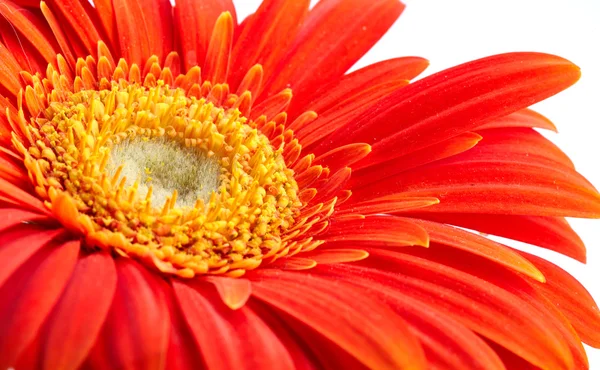 Flor de gérber — Fotografia de Stock