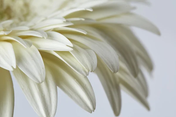 Gerbera biały kwiat — Zdjęcie stockowe