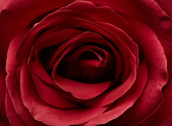 Beau fond rose — Photo