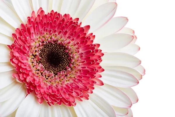 Hermosa flor gerber blanca — Foto de Stock