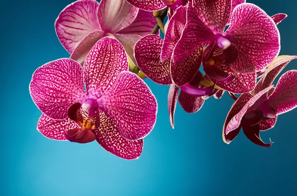 Bellissimi fiori di orchidea — Foto Stock