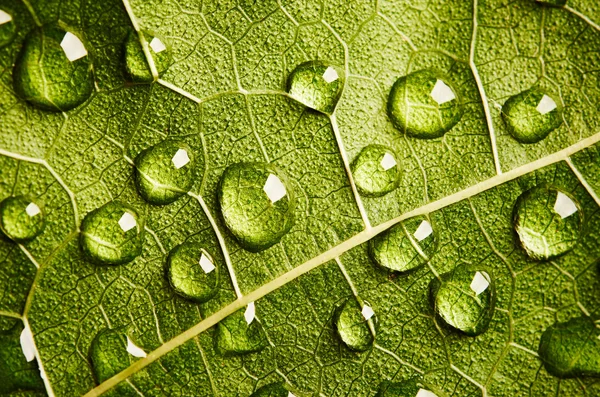 Grünes Blatt mit Wassertropfen — Stockfoto