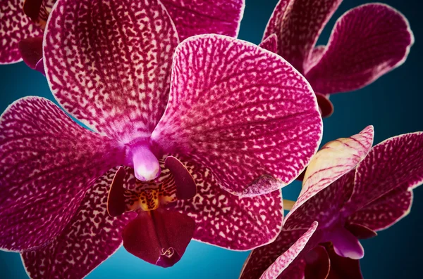 Schöne Orchideenblüten — Stockfoto